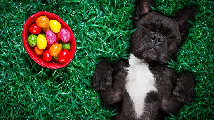 Sweet Dreams: Easter Goodies & The Battle for Sleep